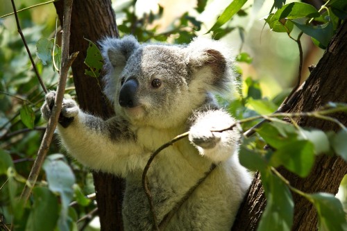 Koala climbing the branches
