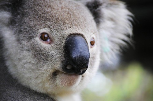 Koala looking at screen