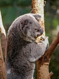 image of koala on tree