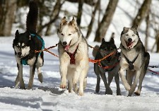 huskies running