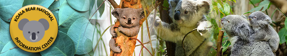 kola bear banner